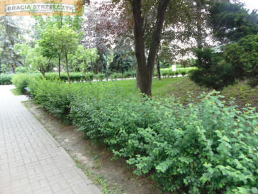Mieszkanie Sprzedaż Warszawa Śródmieście Dzika