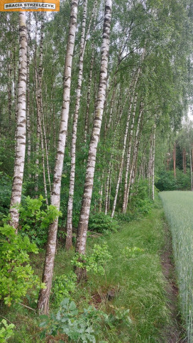 Działka Sprzedaż Kalinowo 5